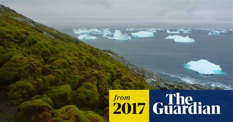 Climate change is turning Antarctica green, say researchers | Climate ...