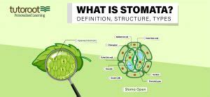 What is Stomata? - Definition, Structure, Types