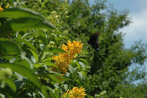 Butterfly host plants bring life to the garden