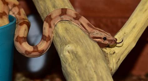 Creating a Boa Constrictor Habitat: Requirements and Recommendations