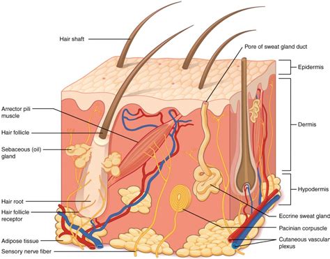 Layers of the Skin | Anatomy and Physiology I