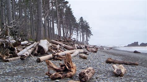 La Push Beach 4 La Push Beach, Forever Green, Washington State, Palms, North West, Surfing ...