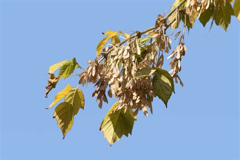 Leaves and Winged-seeds of a Box Elder Tree in Autumn Stock Image - Image of outdoor, white ...