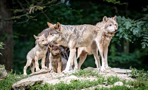 Animaux Loup HD Fond D'écran