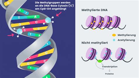 EBP® - Epigenetic Brain Protector - NUGENIS