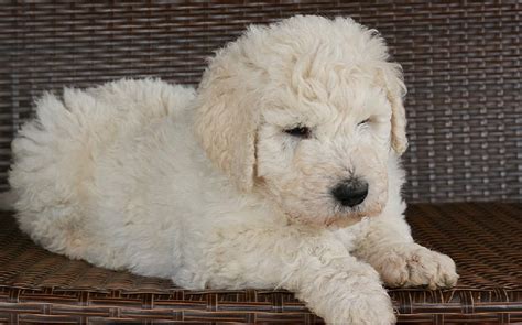 Komondor Puppies Behavior and Characteristics in Different Months Until ...