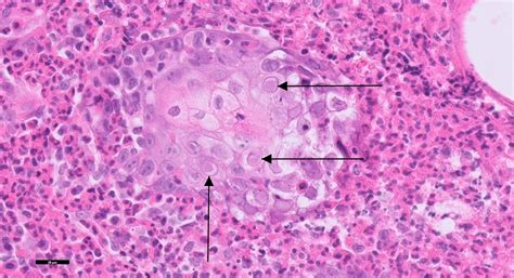 Feline herpesvirus dermatitis - Gribbles Veterinary