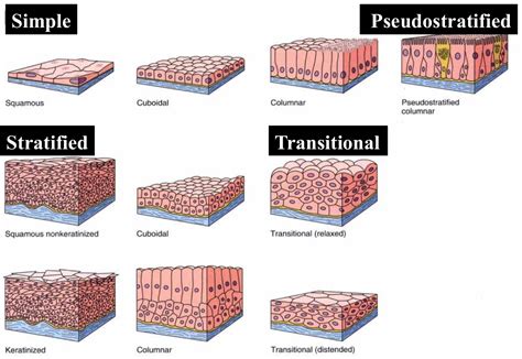 Match the Location With the Appropriate Epithelial Tissue - Casey-has-Allen