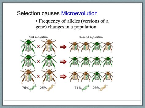 PPT - Selection causes Microevolution PowerPoint Presentation, free ...