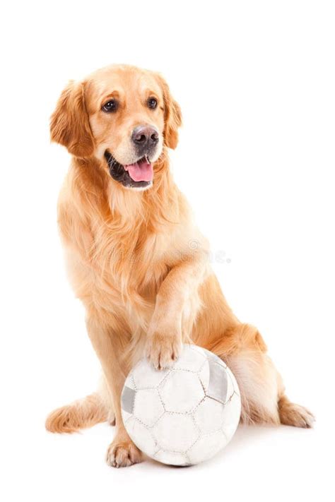 Golden Retriever Dog with Ball on White Stock Photo - Image of brown, looking: 24750920