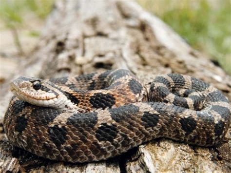 Eastern Hognose Snake Facts and Pictures | Reptile Fact