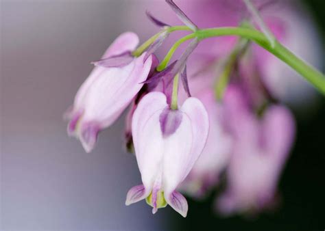 10 best plants for hanging baskets in shade 🌿 🌥 Turn gloomy spots into ...