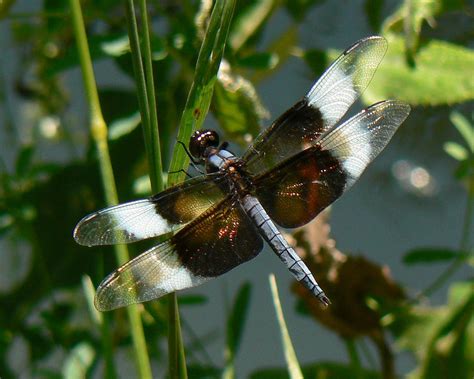 Earth and Space News: Widow Skimmer Libellula luctuosa: Dragonfly With Velvety Black Wings