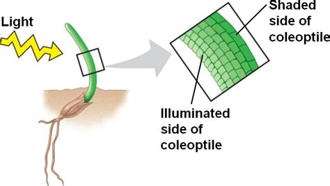 Phototropism; Heliotropism