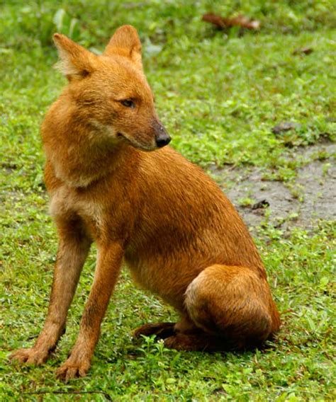 Dhole WildLife Facts File | All Wildlife Photographs