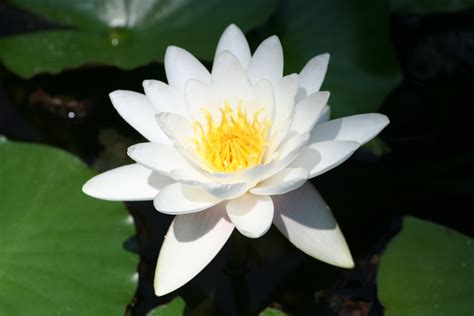 File:Water lily 1.jpg - Wikipedia