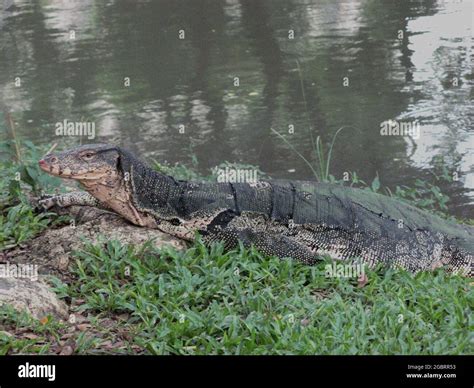 A big waran on grass at public Lumphini Park Bangkok Stock Photo - Alamy