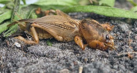 Mole cricket: a common lawn pest - Global Gardening Secrets