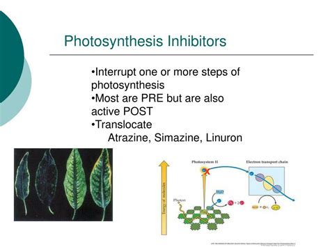 PPT - Herbicide Mode of Action PowerPoint Presentation, free download ...