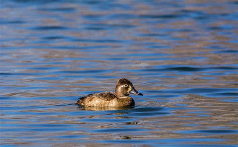 Female Ring-necked Duck Photograph by Marv Vandehey