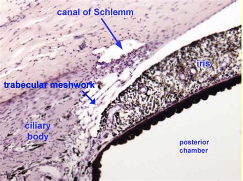 Histology at SIU