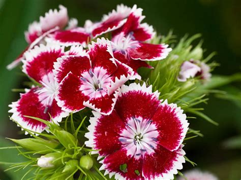 Dianthus barbatus (Sweet William) | Dianthus barbatus, Planting flowers ...