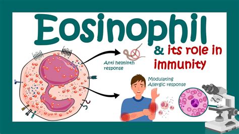 Eosinophils| Eosinophil and its role in immunity | What causes high ...