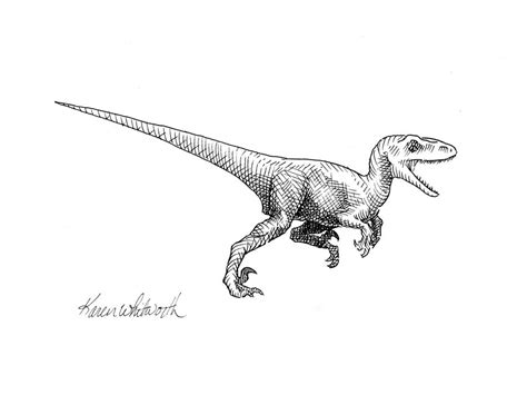 Velociraptor Dinosaur Drawing by Karen Whitworth by KarenWhitworth on DeviantArt