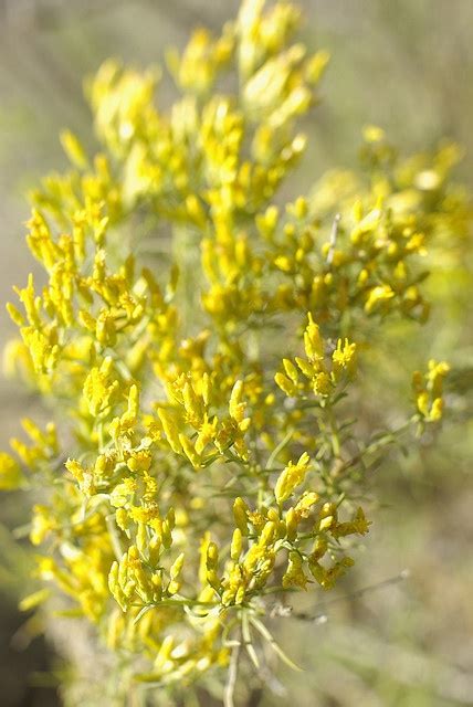 Sagebrush | Nevada, Flowers, Nevada state