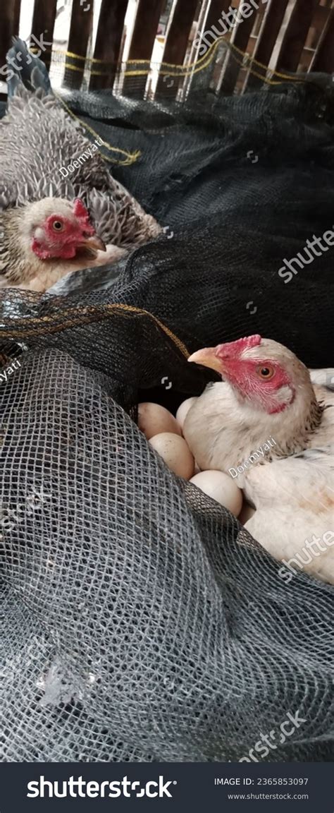 1 Both Female Chickens Taking Care Their Eggs Images, Stock Photos & Vectors | Shutterstock