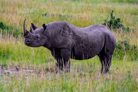 Black rhinos are in greater danger than previously thought • Earth.com