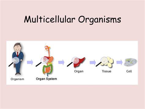 PPT - Multicellular Organisms PowerPoint Presentation, free download - ID:2661953