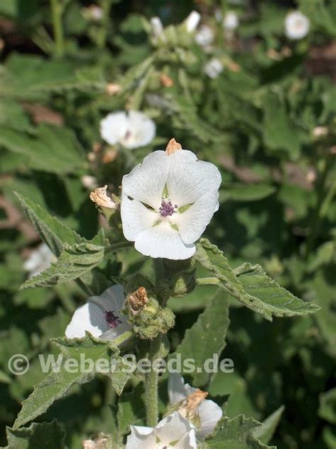 Althaea officinalis, Common marshmallow - Seeds - plants - dried herbs