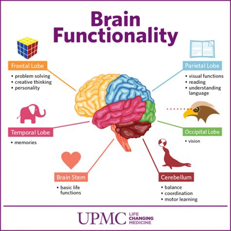 Get to Know The Parts of Your Brain | UPMC HealthBeat | Brain parts ...