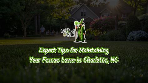 Maintaining Your Fescue SOD Installation in Charlotte, North Carolina – The Wizard of Sod & More