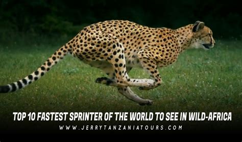 Top 10 Fastest Land Animals in the World (How Fast They Are?)