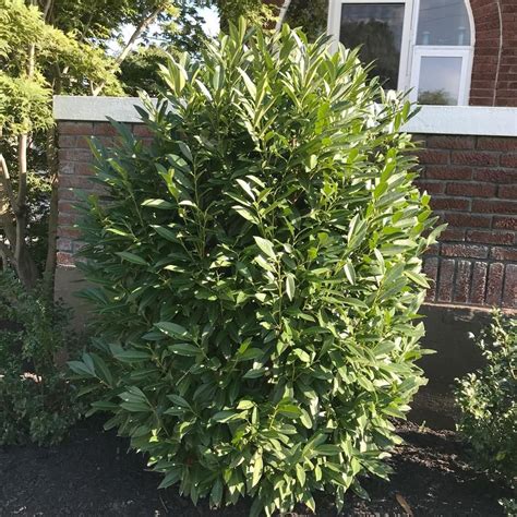 Sweet Viburnum (Viburnum odoratissimum) in the Viburnums Database - Garden.org in 2021 ...