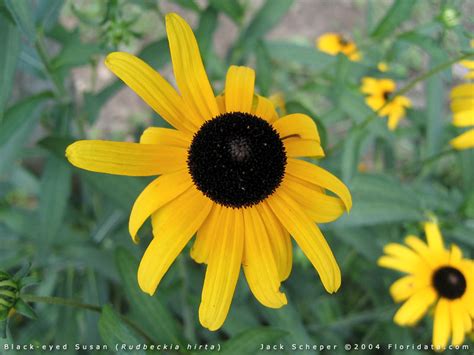 Rudbeckia hirta