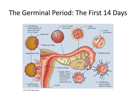 PPT - Prenatal Development PowerPoint Presentation, free download - ID:2586354