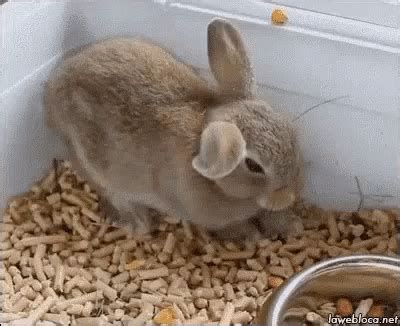 Sleepy Bunny Rabbit GIF - Sleepy Bunny Rabbit Bunny - Discover & Share GIFs