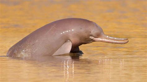 Indus River Dolphin