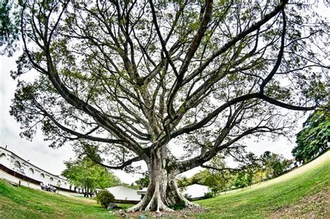 Stunning "Ceiba Tree" Artwork For Sale on Fine Art Prints