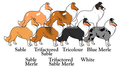 Rough Collie Colors - ColleyCollies.com