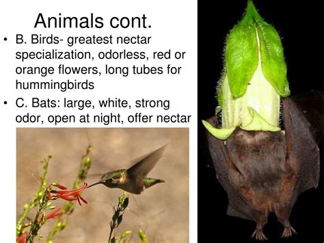 PPT - Pollination Methods PowerPoint Presentation, free download - ID:3756792