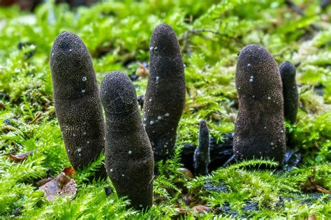 Dead Man's Fingers Fungi (Xylaria polymorpha) | Dead Man's Fingers Fungi… Spore, Dead Man, Fungi ...