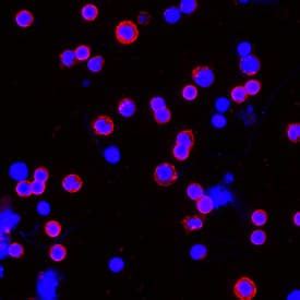 Human CD3 epsilon Antibody MAB100R-100: R&D Systems