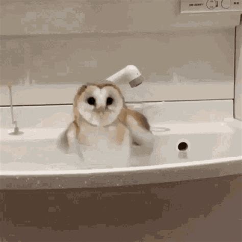 Cute Owl GIFs | Tenor