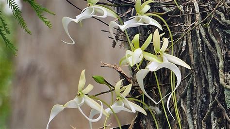 Ghost hunter: In search of Florida's rare white orchid