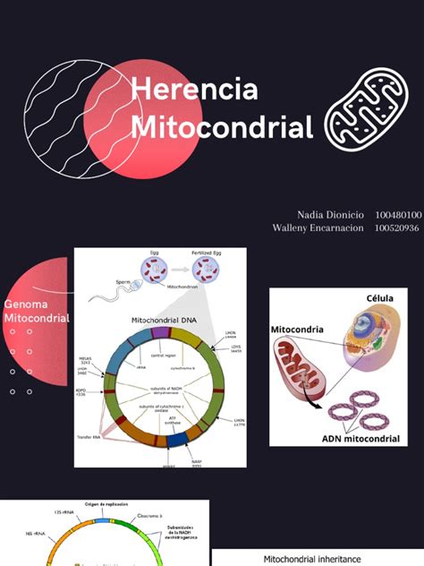 Herencia Mitocondrial | PDF