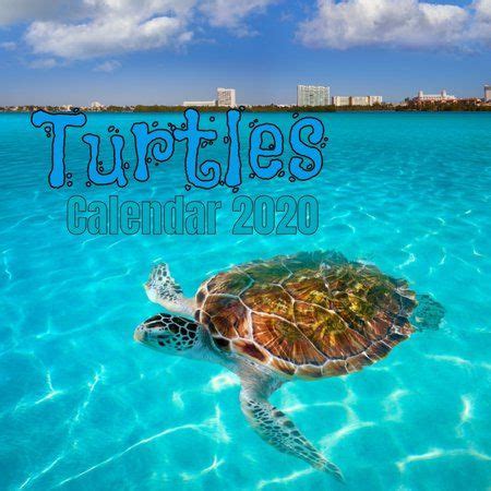 Turtles Calendar 2020 (Paperback) - Walmart.com in 2021 | Calendar 2020, Swimming pictures, Cute ...